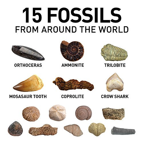 Mega Fossil Mine Dig Site Set – Dig Up 15 Real Fossils