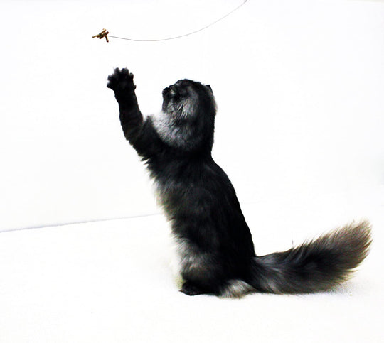 Cat Dancer 101 Cat Dancer Interactive Cat Toy