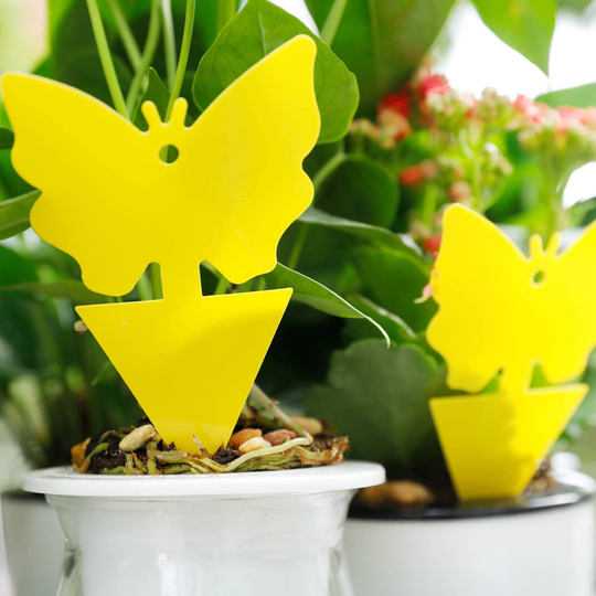 Yellow Sticky Fruit Fly Traps Gnat Trap for Indoor Houseplants