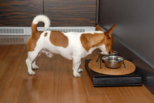 Dog Greens- Organic and Wild Harvested Vitamin and Mineral Supplement for Dogs - Add to Home Made Dog Food, RAW Food or Kibble