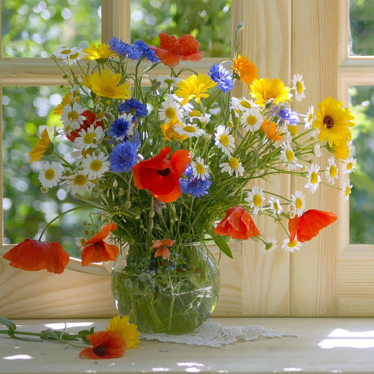 Organic Wildflower Seed Packet – Rainbow Blooms Mix for Outdoor Garden Planting