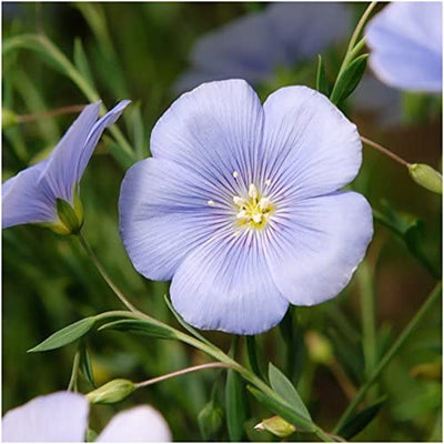  30,000 Seeds All Perennial Butterfly Attracting Wildflower Mixture 