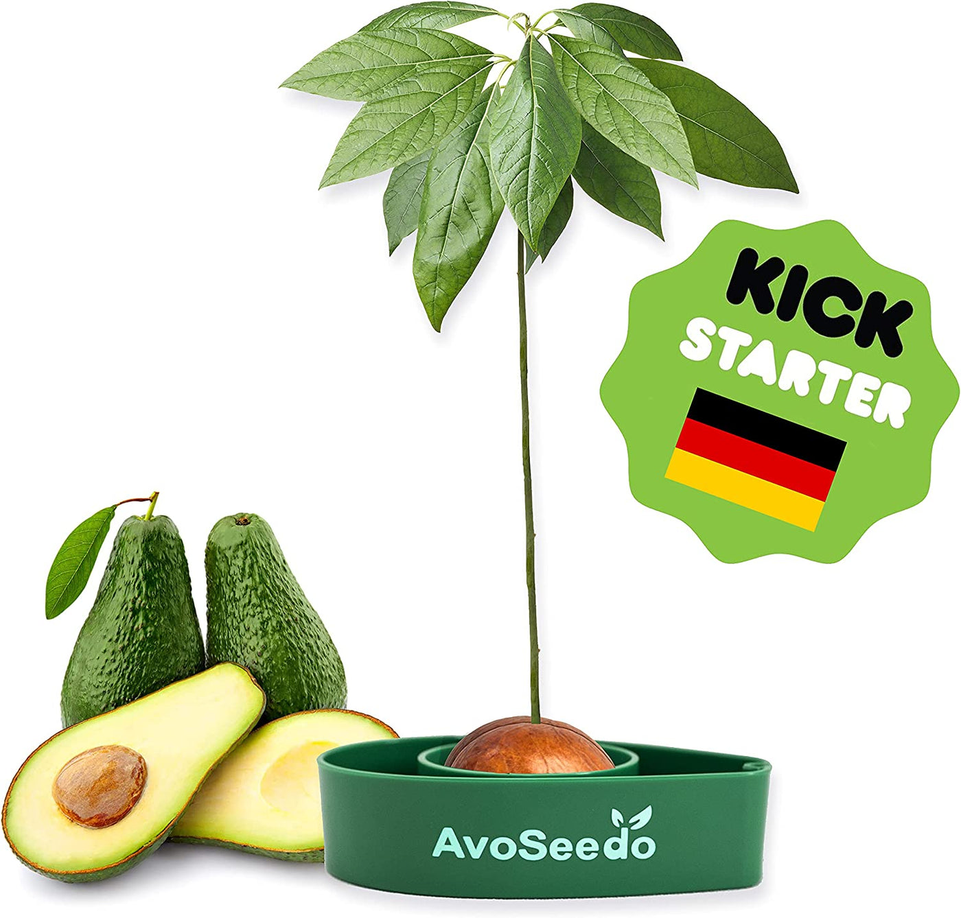 Avocado Tree Growing Kit