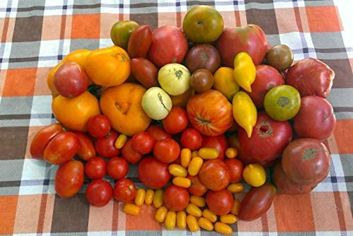  Vegetable Tomato Kaleidoscope Variety Mix (from Small to Giant) - 50 Seeds