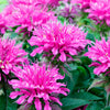 Mix Bee Balm Seeds, Ultra-Colorful Fragrant Flowers, Pack of 100 Seeds