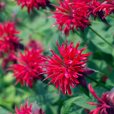 Mix Bee Balm Seeds, Ultra-Colorful Fragrant Flowers, Pack of 100 Seeds