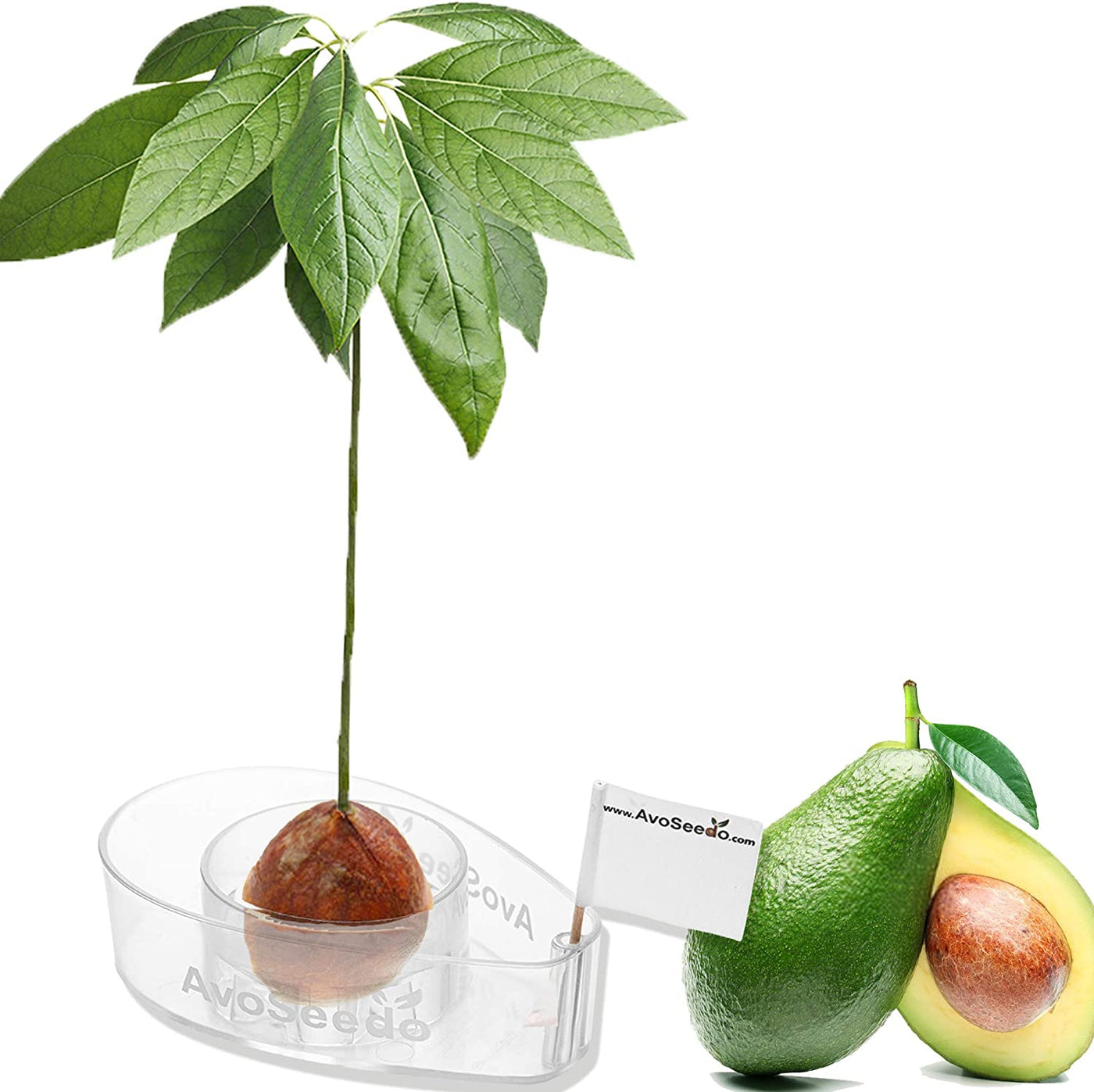 Avocado Tree Growing Kit