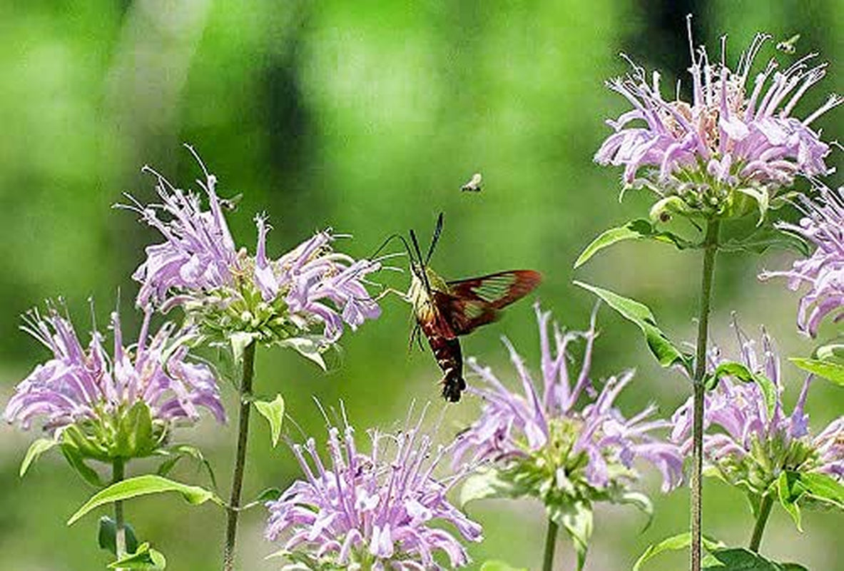 200+ Wild Bergamot Seeds Heirloom Non-GMO Fragrant Mintleaf Bee Balm Oswego Tea Monarda fistulosa menthifolia from USA