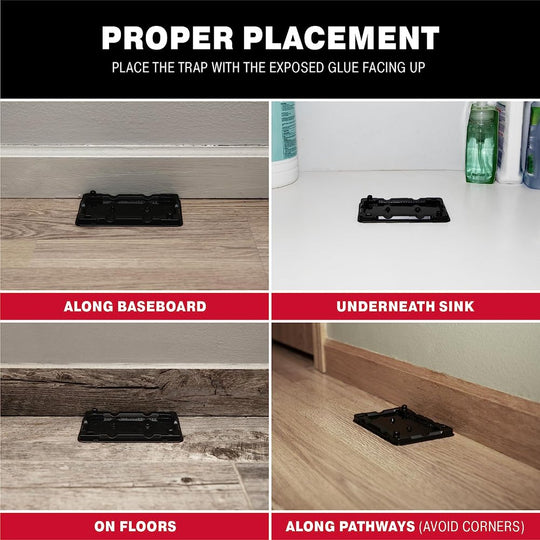  Mouse and Insect Glue Traps (8 Traps) Indoors Ready - Non-Toxic