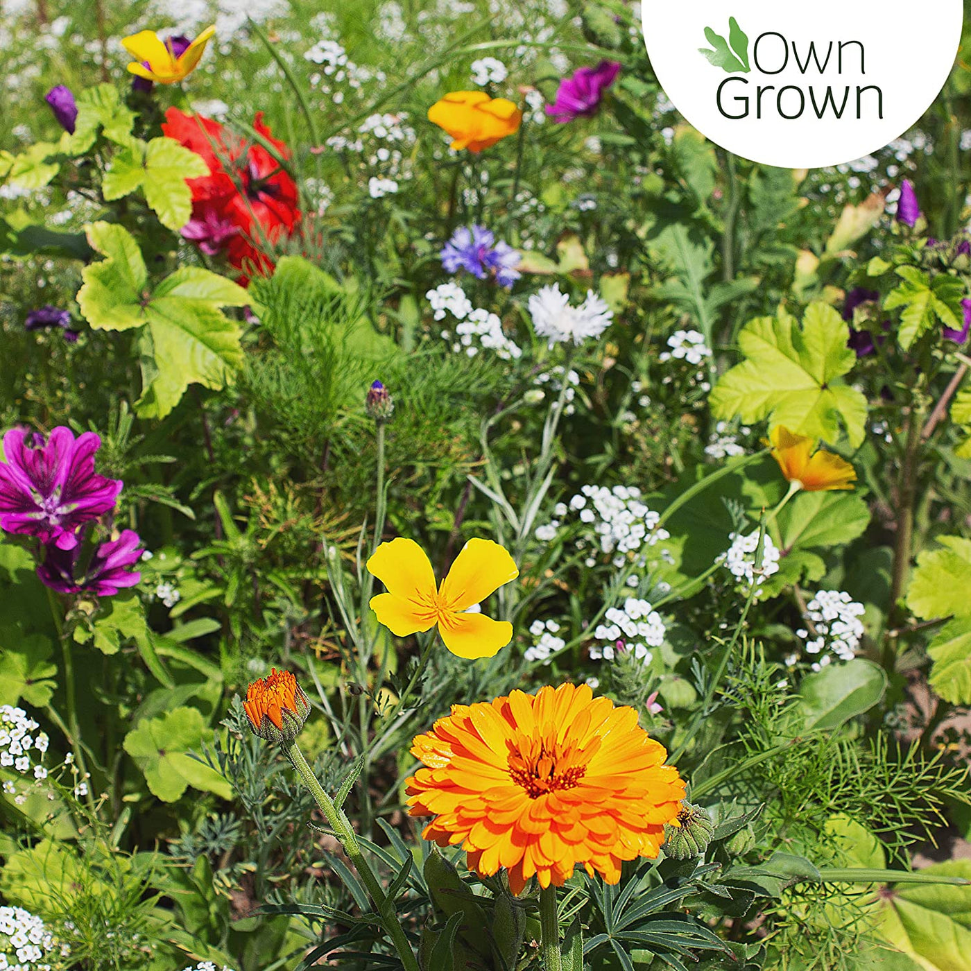  Bee Friendly Wildflower Seeds Mix: Approx. 10,000 Flower Seeds