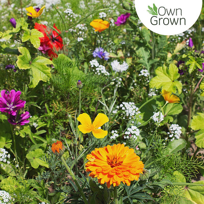  Bee Friendly Wildflower Seeds Mix: Approx. 10,000 Flower Seeds