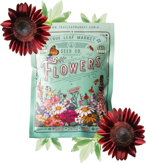 Sunflower Seeds - Chocolate Cherry - 1 Oz ~1700 Seeds 