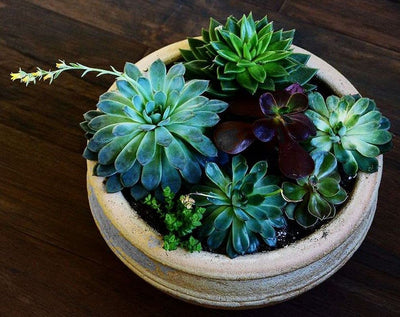 Mixed Colored Succulents Seeds  200 Pcs 