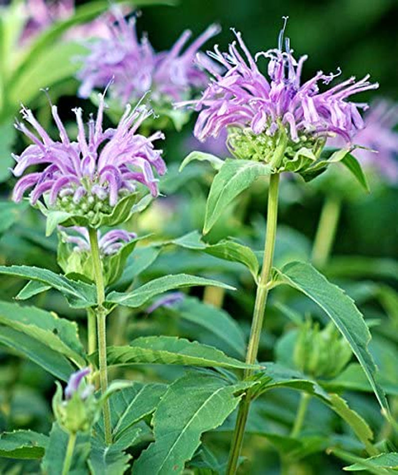 200+ Wild Bergamot Seeds Heirloom Non-GMO Fragrant Mintleaf Bee Balm Oswego Tea Monarda fistulosa menthifolia from USA