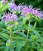 200+ Wild Bergamot Seeds Heirloom Non-GMO Fragrant Mintleaf Bee Balm Oswego Tea Monarda fistulosa menthifolia from USA