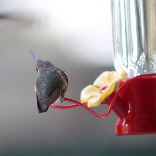  4 Pack Red Hanging Hummingbird Feeders for Outdoor