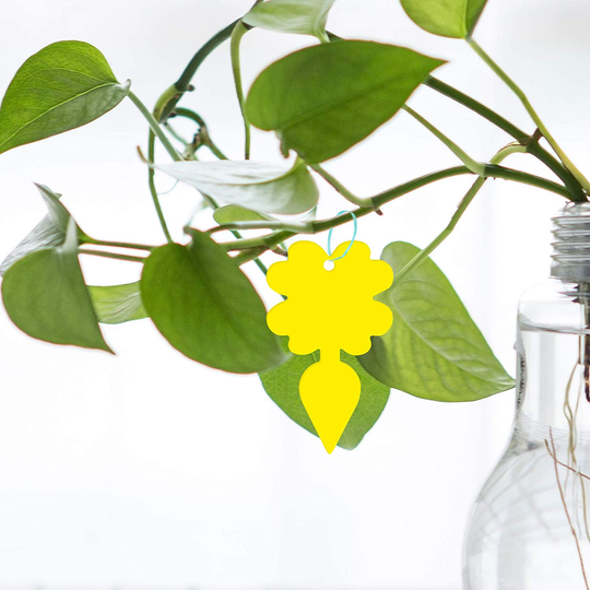 48 Pack Sticky Fruit Fly Fungus Gnat Traps - Non-Toxic and Odorless