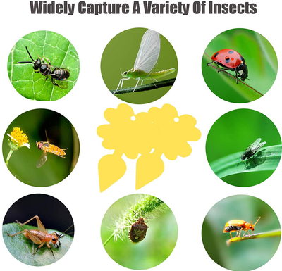 48 Pack Sticky Fruit Fly Fungus Gnat Traps - Non-Toxic and Odorless