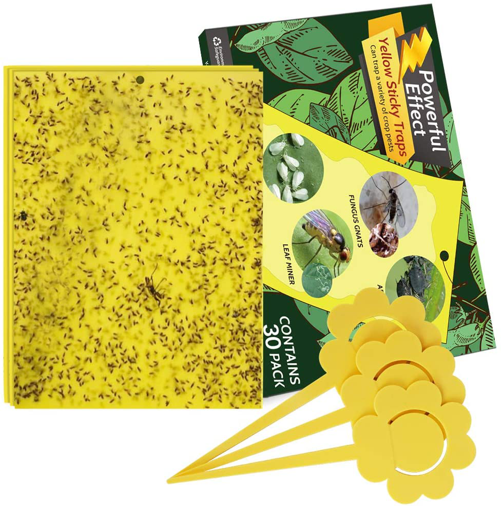 Kensizer 30-Pack Fruit Fly Trap, Yellow Sticky Gnat Traps Killer for Indoor/Outdoor Flying Plant Insect Like Fungus Gnats, Whiteflies, Aphids, Leaf Miners - 6x8 in, Twist Ties Included