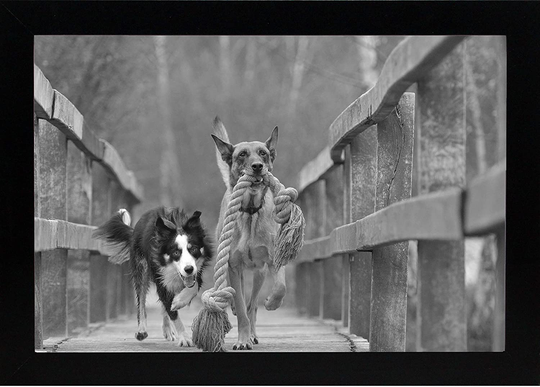 8x12 Black Gallery Picture Frame 2-Pack - Wide Molding - Includes Both Attached Hanging Hardware and Desktop Easel - Display Pictures 8 x 12 Inches - Eight by Twelve - Two Frames