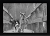 8x12 Black Gallery Picture Frame 2-Pack - Wide Molding - Includes Both Attached Hanging Hardware and Desktop Easel - Display Pictures 8 x 12 Inches - Eight by Twelve - Two Frames