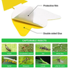 Sticky Traps for Fruit Fly Fungus Gnat, Mosquito & Bug 2 Ways Use-Hangable & Insertable, Best Effective Capture, Yellow Extremely Sticky Insect Trap Indoor/Outdoor/Kitchen Non-Toxic, 4 Shapes