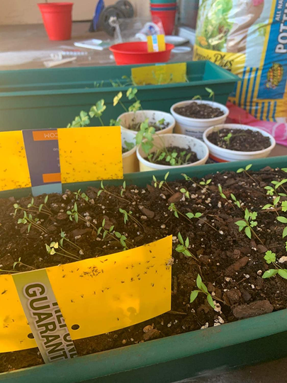 20-Pack Dual-Sided Yellow Sticky Traps for Flying Plant Insect Like Fungus Gnats, Aphids, Whiteflies, Leafminers