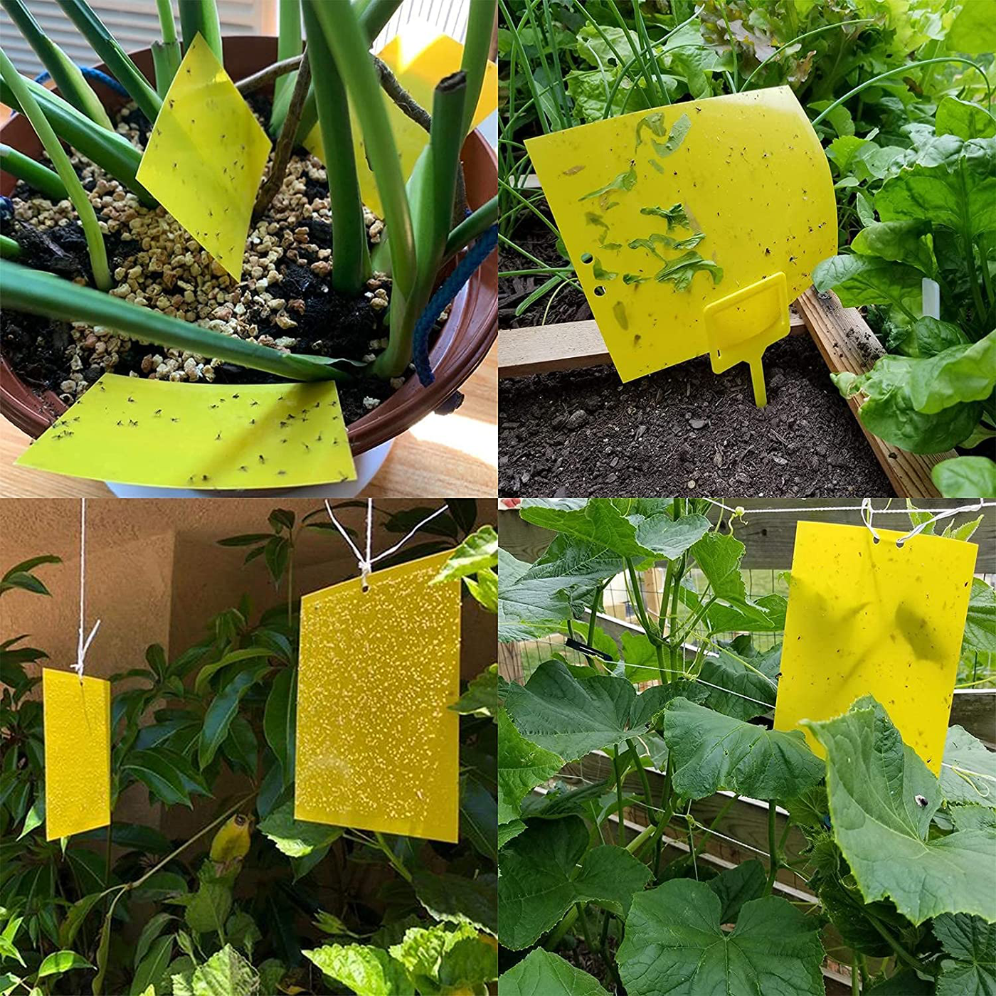 Dual-Sided Yellow Sticky Traps for Flying Plant Insect Such as Fungus Gnats, Whiteflies, Aphids