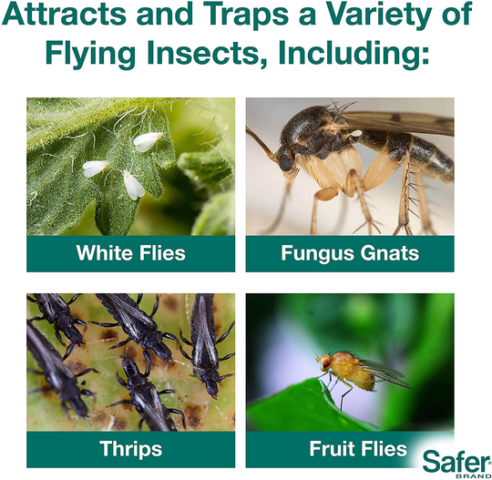 Houseplant Sticky Stakes Insect Traps