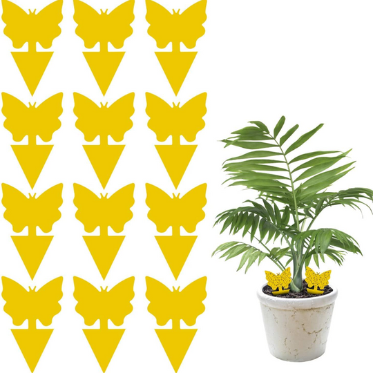 12 Pack Indoor/Outdoor Sticky Fruit Fly And Fungus Gnat Traps