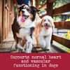 EverRoot Natural, Organic Dog Supplement for Heart Health