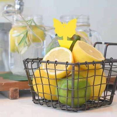 Sticky Traps for Fruit Fly Fungus Gnat, Mosquito & Bug 2 Ways Use-Hangable & Insertable, Best Effective Capture, Yellow Extremely Sticky Insect Trap Indoor/Outdoor/Kitchen Non-Toxic, 4 Shapes