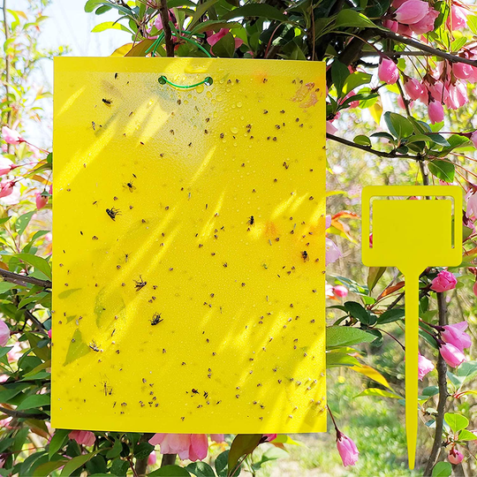 50 Sheets Yellow Sticky Traps, Fruit Fly Traps, for Indoor and Outdoor, Include Twist Ties and Plastic Holders