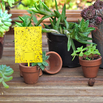 Dual-Sided Yellow Sticky Traps for Flying Plant Insect Such as Fungus Gnats, Whiteflies, Aphids