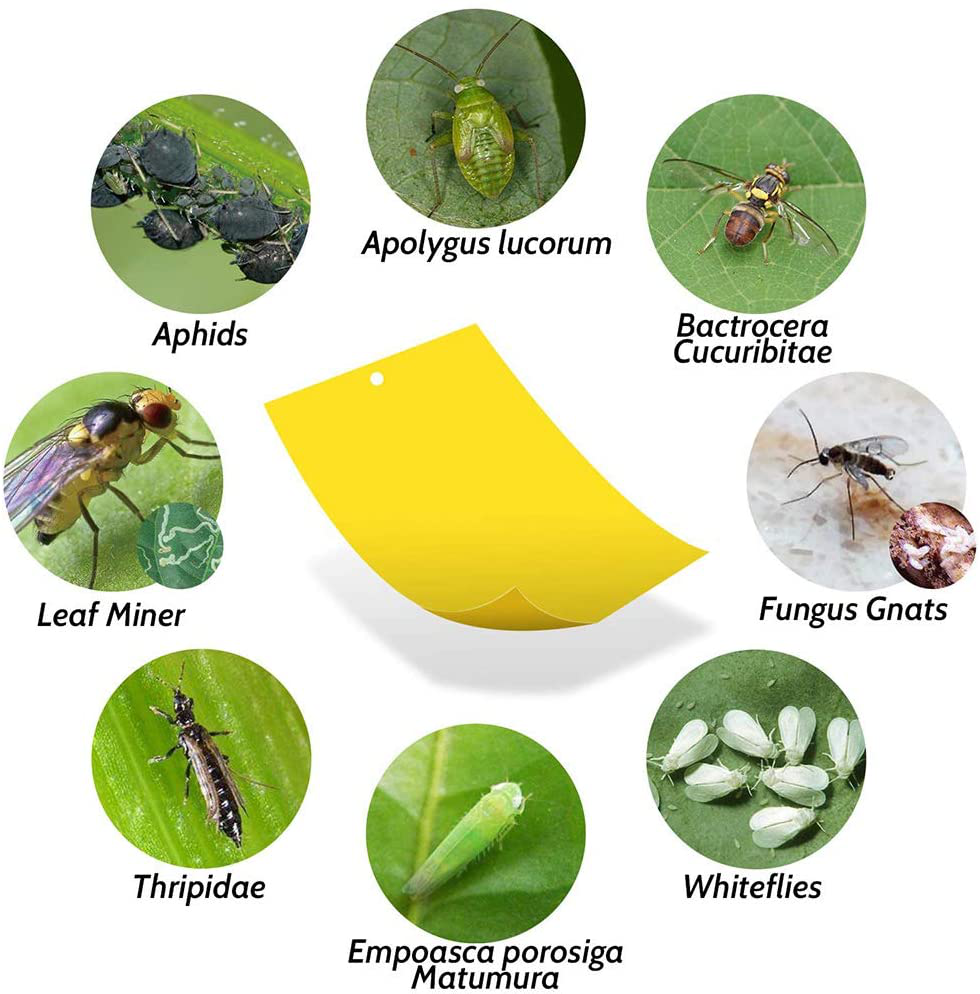 30-Pack Dual-Sided Yellow Sticky Gnat Traps for Indoor/Outdoor Flying Plant Insect Like Fungus Gnats, Whiteflies, Aphids, Leaf Miners, Thrips, Other Flying Plant Insects - 6x8 Inches