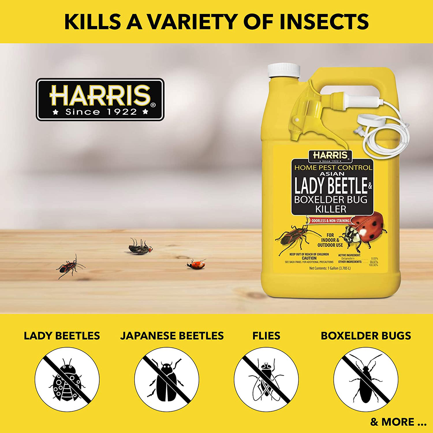 HARRIS Asian Lady Beetle, Japanese Beetle, and Box Elder Killer, Liquid Spray with Odorless and Non-Staining Extended Residual Kill Formula (Gallon)