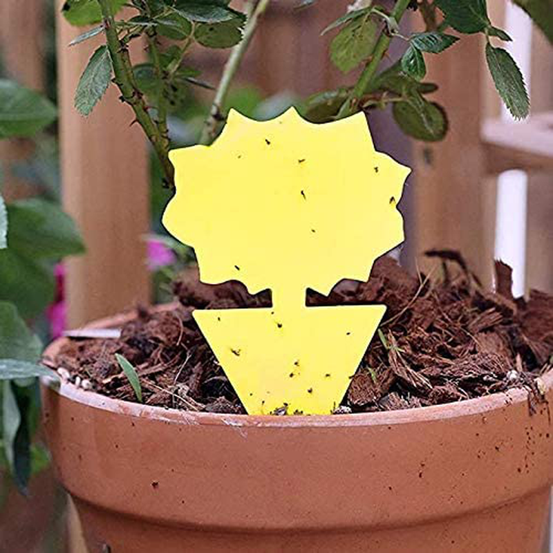 AWESMR 24 Pack Yellow Sticky Trap Flying Insect Sticky Gnat Catcher Dual-Sided for Flies, Aphids, Fruit Fly Indoor and Outdoor