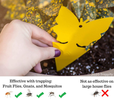 12 Insect Catchers for White Flies, Mosquitos, Fungus Gnats, Flying Insects - Disposable Glue Traps