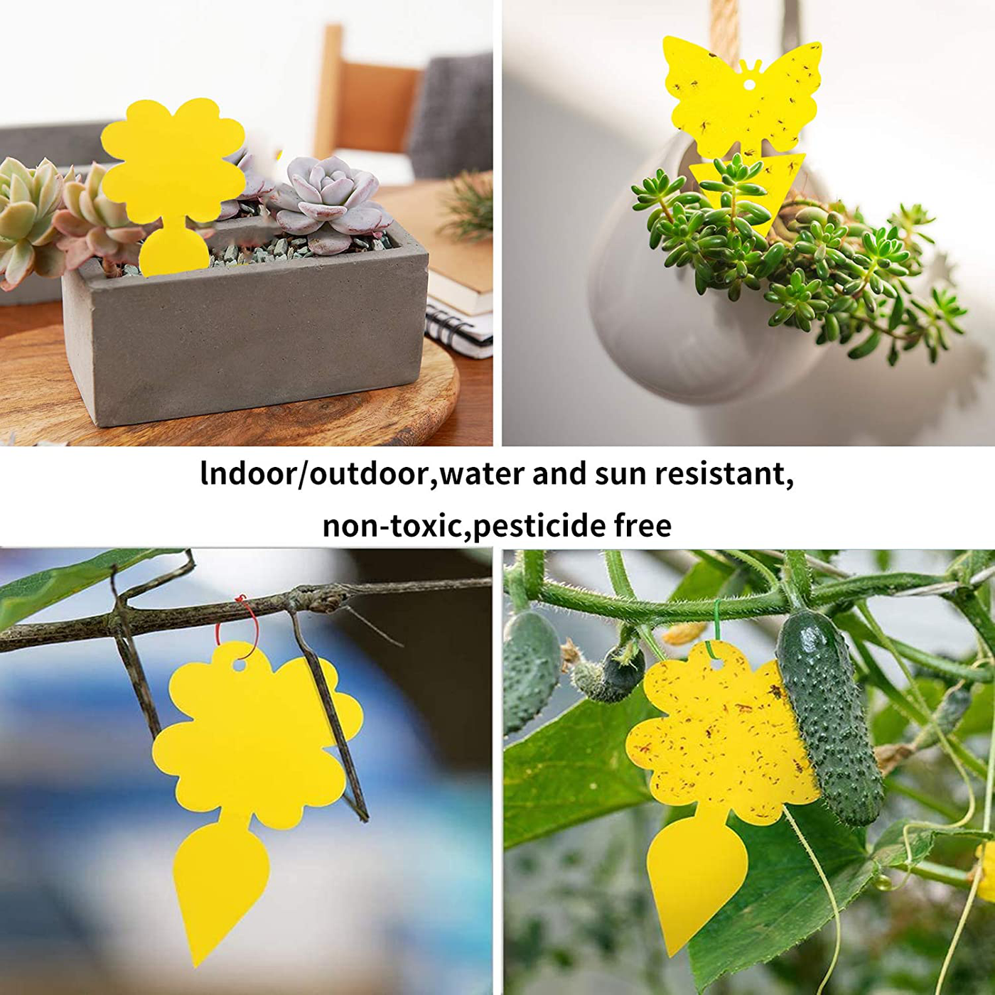 48 Pack Sticky Fruit Fly Fungus Gnat Traps - Non-Toxic and Odorless
