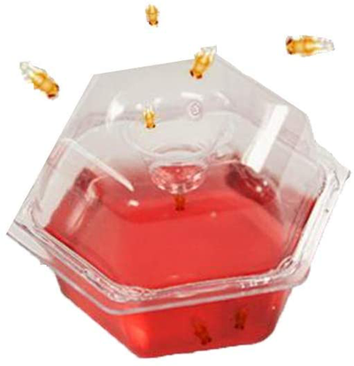 BEAPCO 10036 Prefilled Fruit Fly Traps, 6-Pack, Red