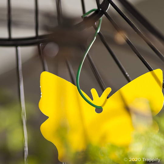 12 Insect Catchers for White Flies, Mosquitos, Fungus Gnats, Flying Insects - Disposable Glue Traps