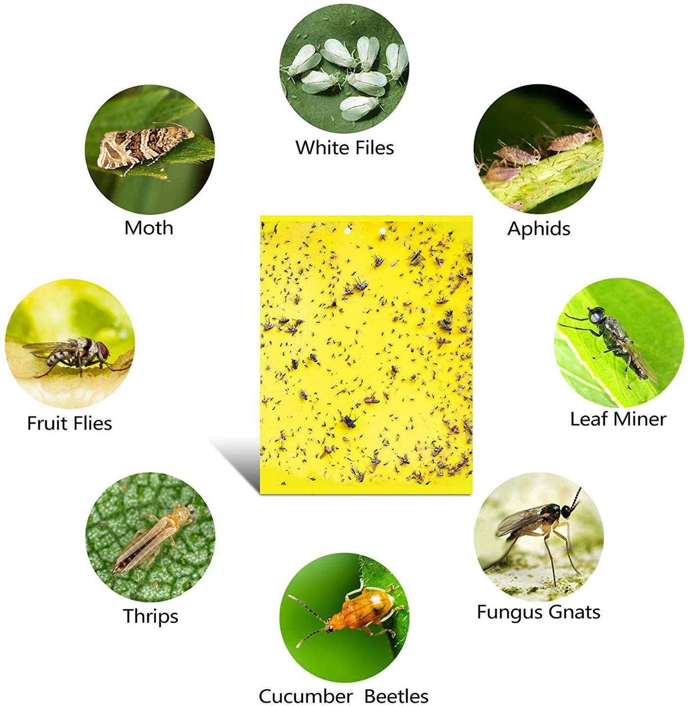 Dual-Sided Yellow Sticky Traps for Flying Plant Insect Such as Fungus Gnats, Whiteflies, Aphids