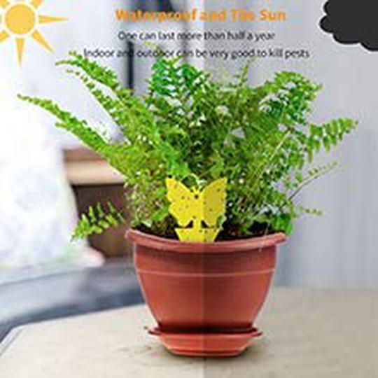 48 Pack Sticky Fruit Fly Fungus Gnat Traps - Non-Toxic and Odorless