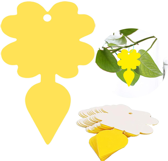 48 Pack Sticky Fruit Fly Fungus Gnat Traps - Non-Toxic and Odorless