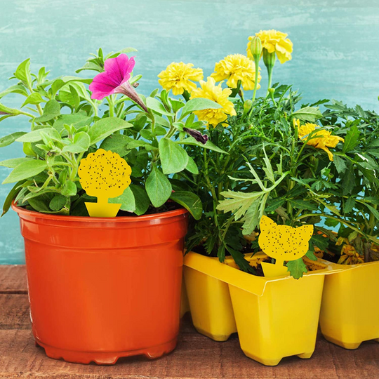 Multi Pack Yellow Fruit Fly Trap, 5 x 3 Inches Sticky Fungus Gnat Killer for Flying Plant Insect, Fungus Gnats, Whiteflies