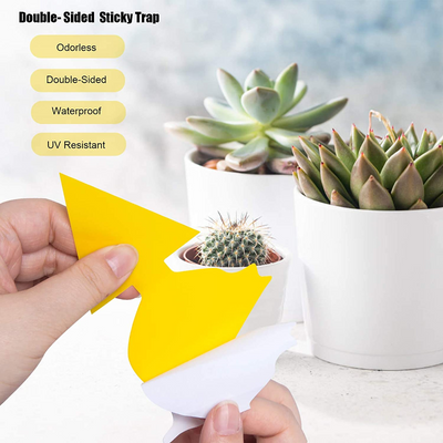 Multi Pack Yellow Fruit Fly Trap, 5 x 3 Inches Sticky Fungus Gnat Killer for Flying Plant Insect, Fungus Gnats, Whiteflies