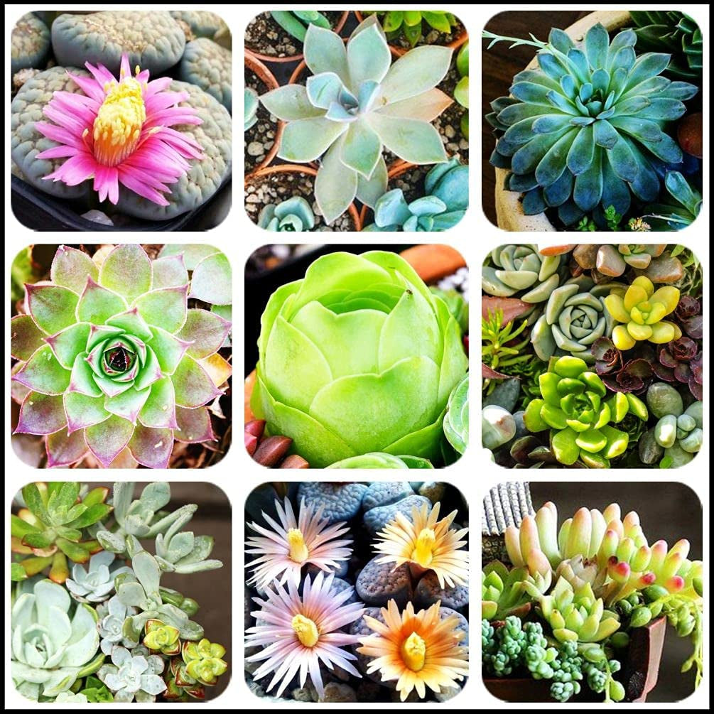 Mixed Colored Succulents Seeds  200 Pcs 