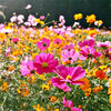 800+ Mix Color Cosmos Bipinnatus Seeds Fragrant Wildflower Garden Seeds 