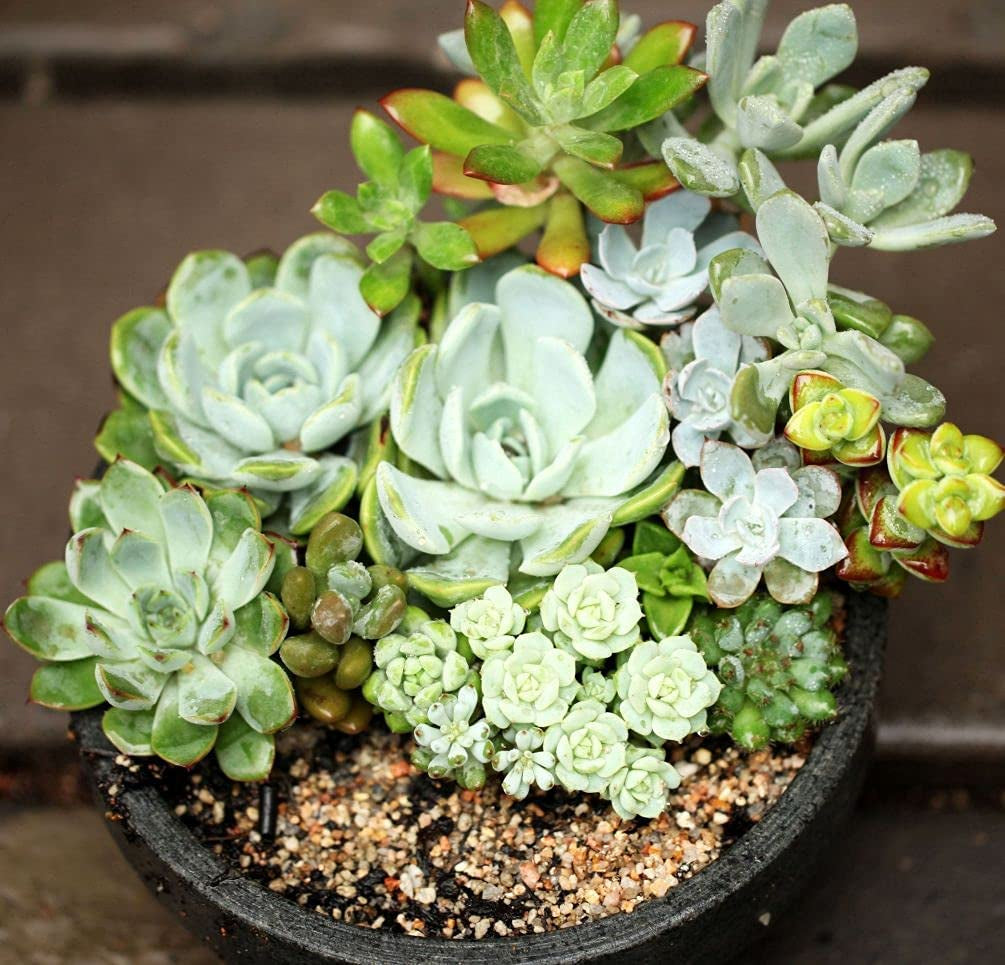 Mixed Colored Succulents Seeds  200 Pcs 