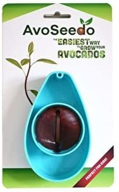 Avocado Tree Growing Kit